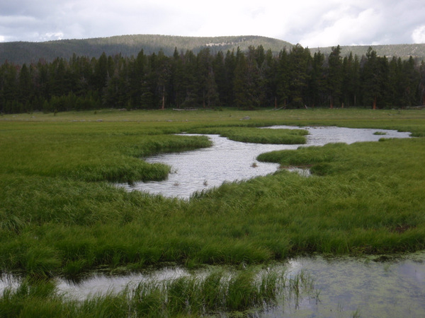 Moose Waters.